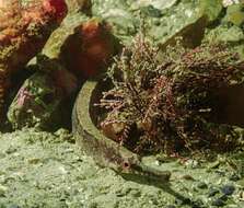 Image of Longsnout pipefish