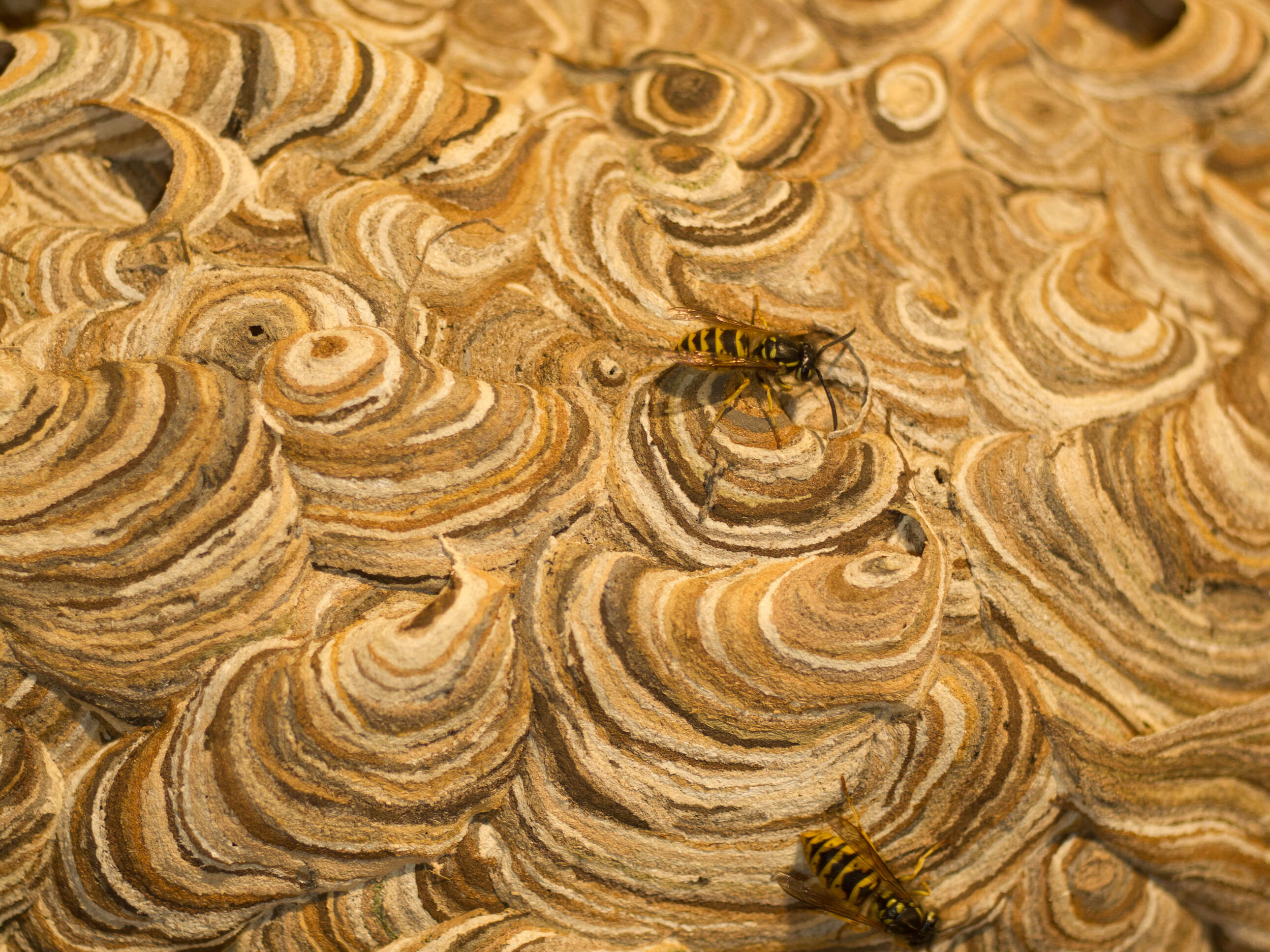 Image of Common wasp