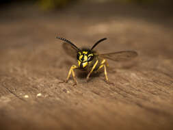 Image of Common wasp