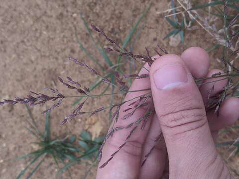 Sivun Eragrostis curtipedicellata Buckley kuva