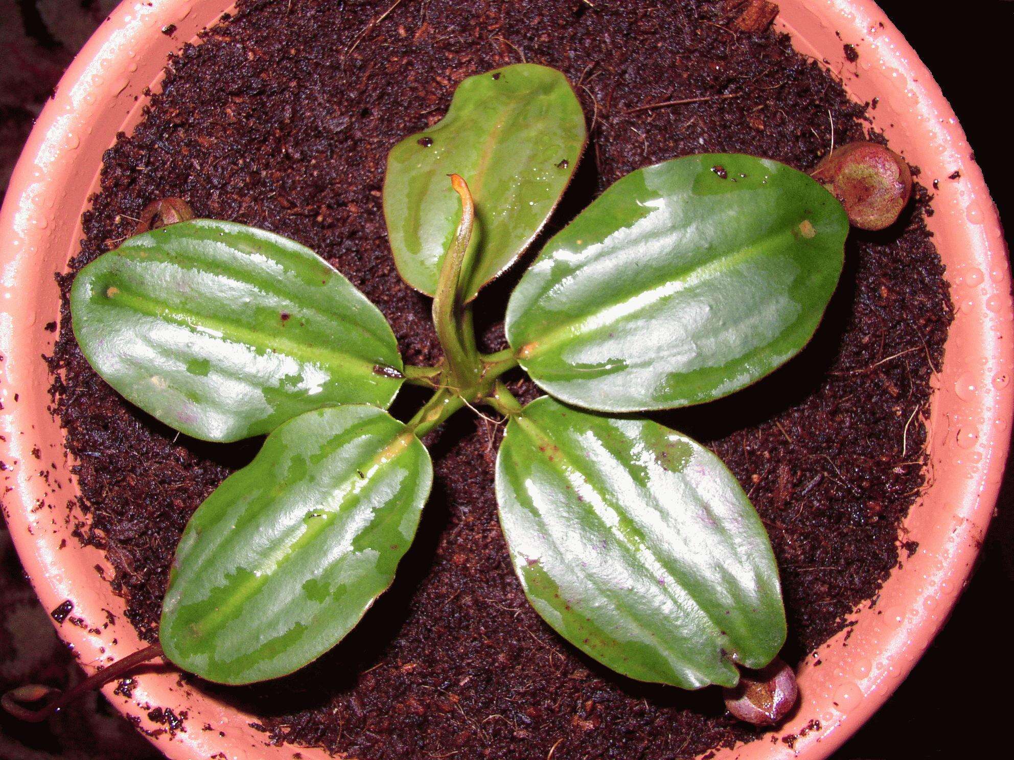 Image of Giant Malaysian Pitcher Plant