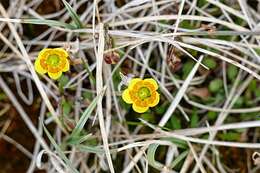 Saxifraga hirculus subsp. propinqua (R. Br.) A. & D. Löve resmi