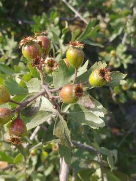 Image of Crataegus azarolus var. aronia L.