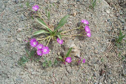 Image of Stebbins' lewisia