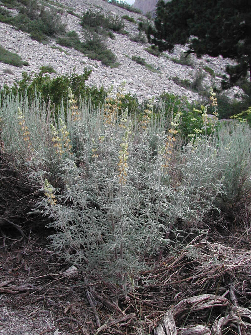 Image of Dedecker lupine