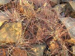 Image of Eragrostis nindensis Ficalho & Hiern