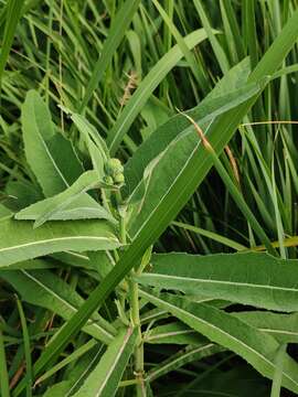 Image of Sonchus brachyotus DC.