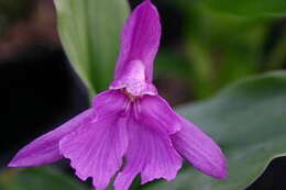 Image de Roscoea