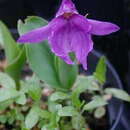Image of Roscoea forrestii Cowley