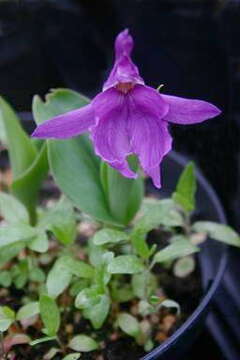 Image de Roscoea forrestii Cowley