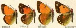 Image of Colias thisoa Ménétriès 1832