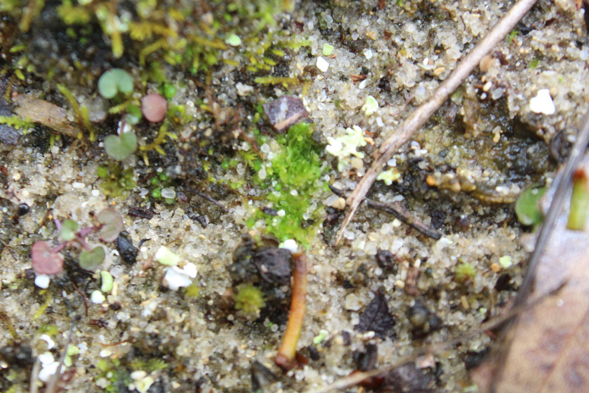 Image of Petalophyllum preissii Gottsche