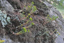 Image de Sedum lanceolatum subsp. nesioticum (G. N. Jones) Clausen