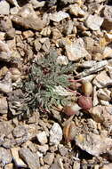 Sivun Astragalus platytropis A. Gray kuva