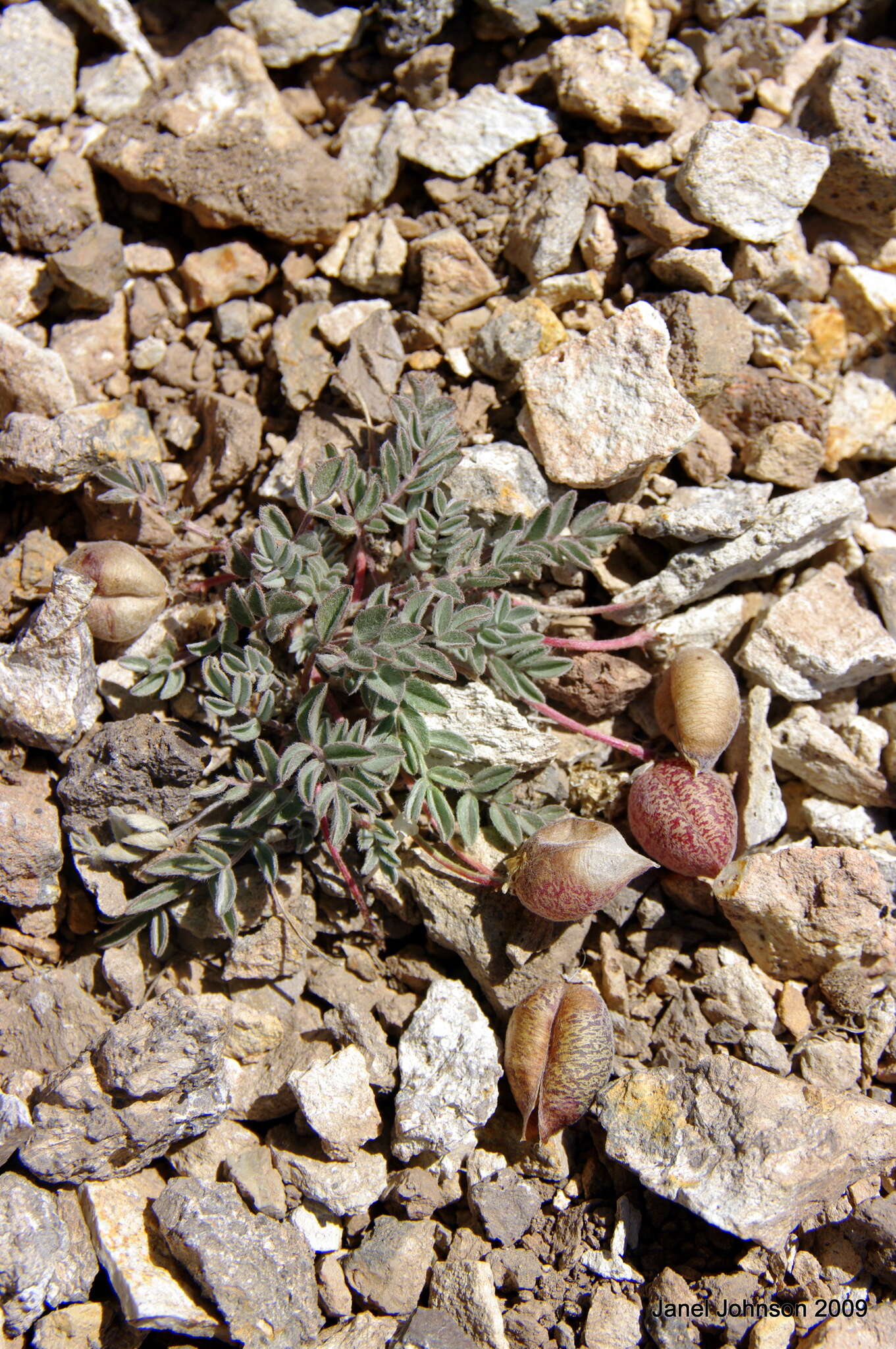 Imagem de Astragalus platytropis A. Gray