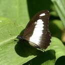 Image of Papilio zenobia Fabricius 1775