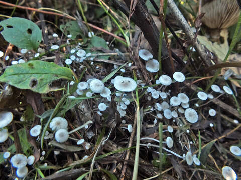 Plancia ëd Collybia cirrhata (Schumach.) Quél. 1872