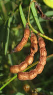 Image of Indigofera cryptantha subsp. cryptantha