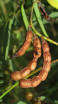 Image of Indigofera cryptantha Harv.