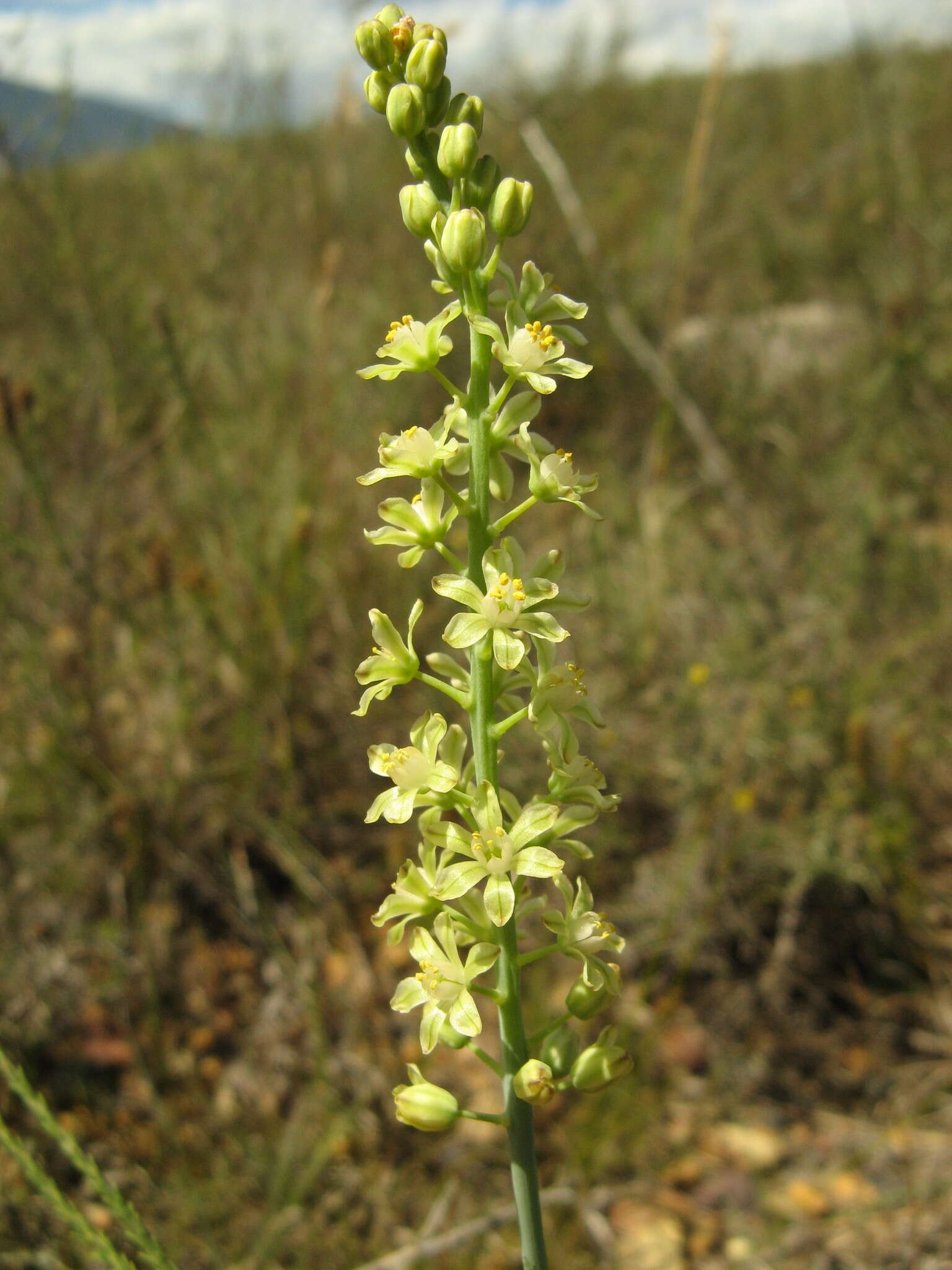 Image of Eriospermum zeyheri R. A. Dyer