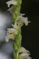 Spiranthes casei var. casei resmi