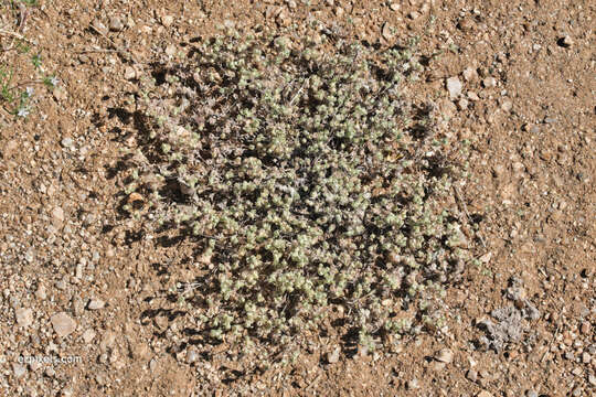 Image of Arizona cottonrose