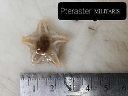 Imagem de Pteraster militaris (O. F. Müller 1776)