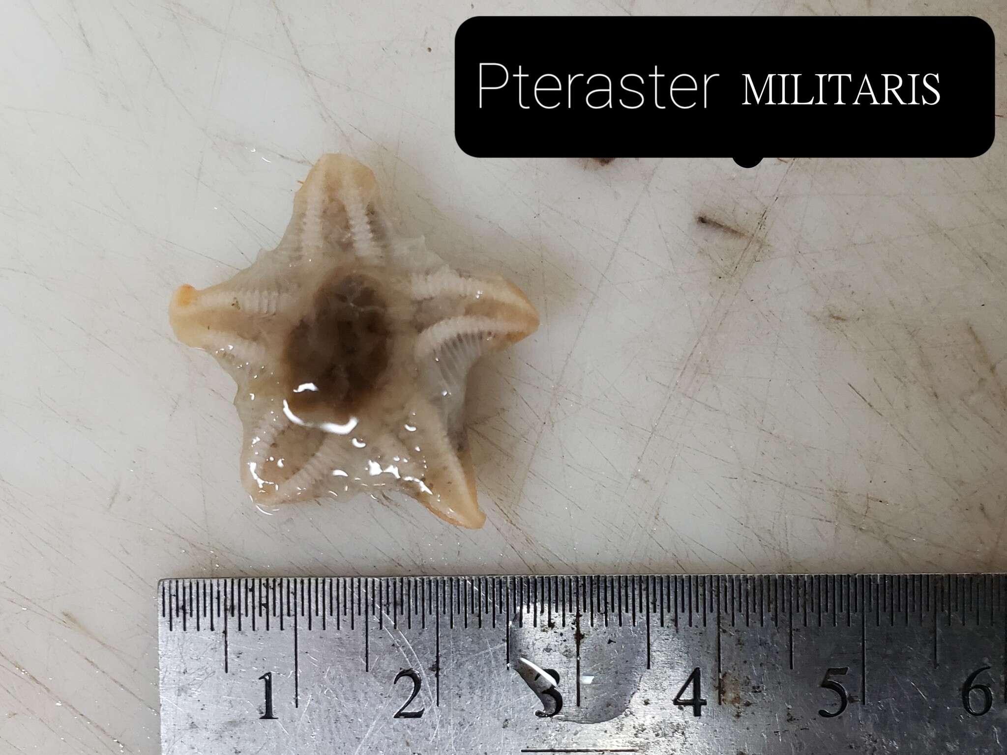 Imagem de Pteraster militaris (O. F. Müller 1776)