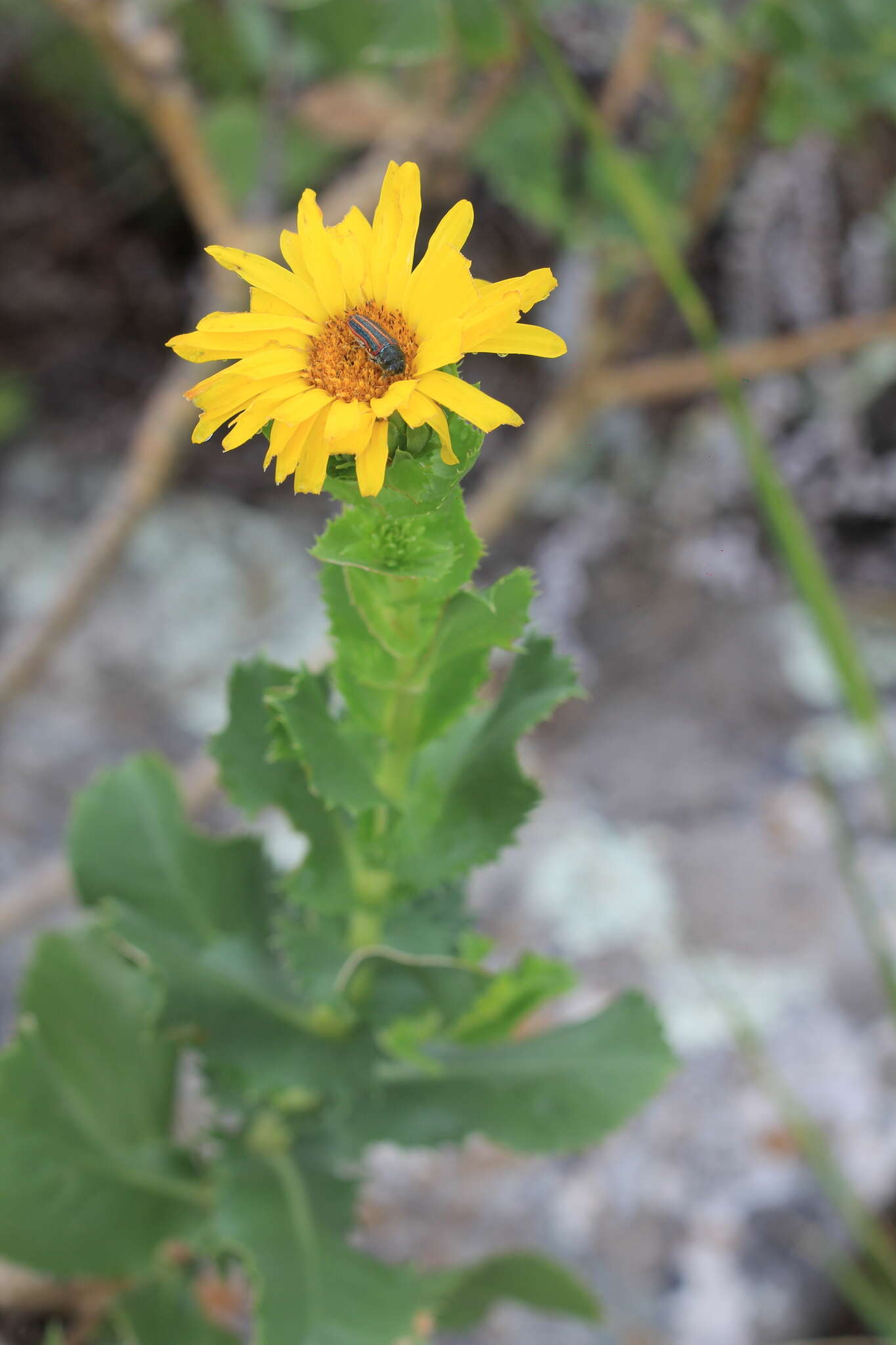 Слика од Grindelia buphthalmoides DC.