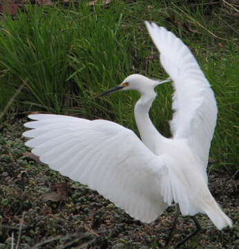 Image of Snowy Egret