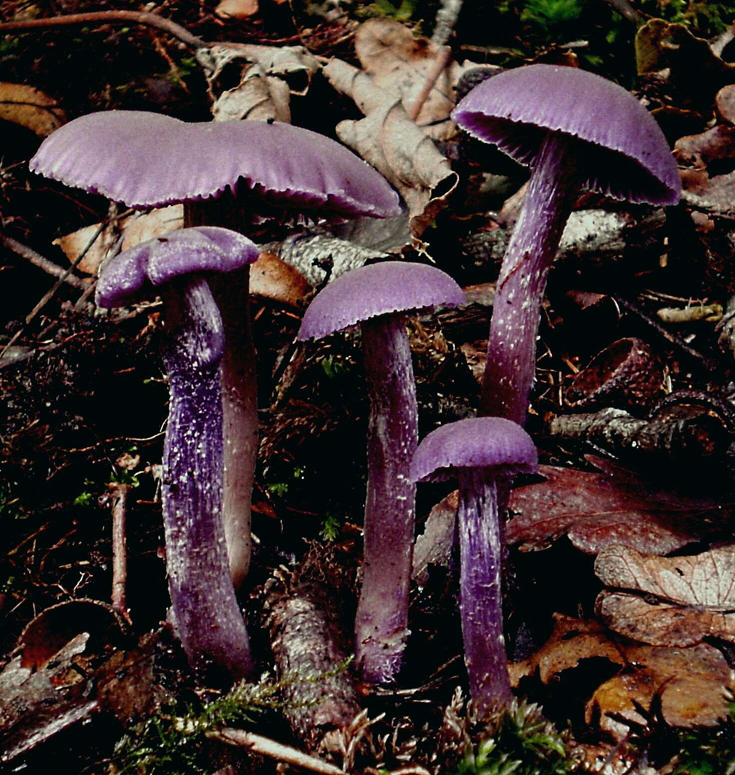 Image of Laccaria amethystina Cooke 1884