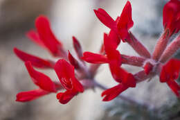 Image of scarlet milkvetch