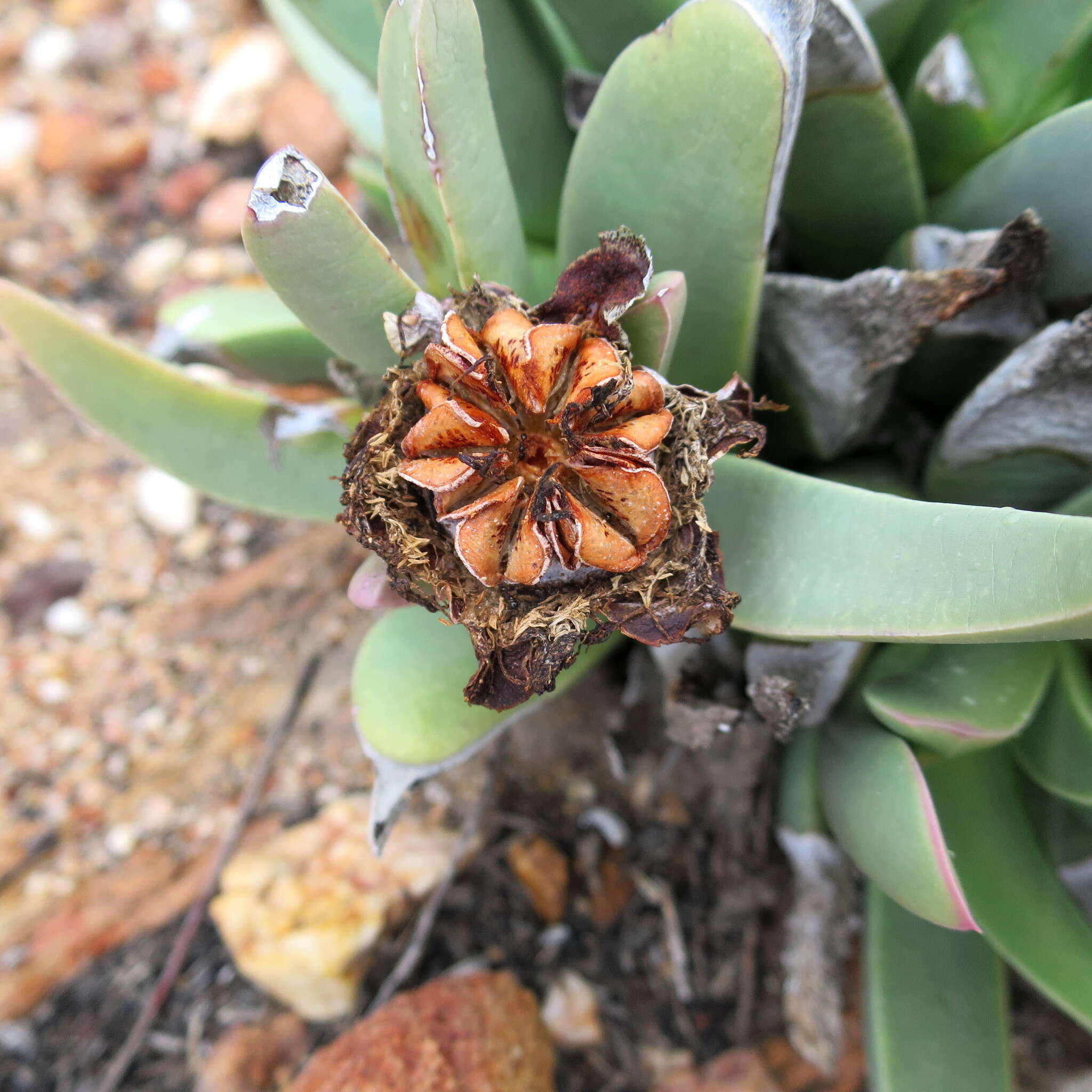 Image of Machairophyllum albidum (L.) Schwant.