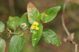 Image of Hop Goodenia