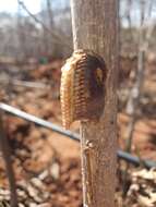 Image of African mantis