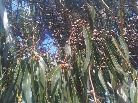 Image of White gum