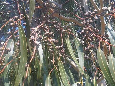 Image of White gum