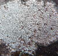 Image of Cinder lichen;   Rimmed lichen