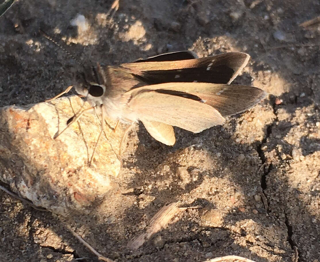 Image of Eufala Skipper