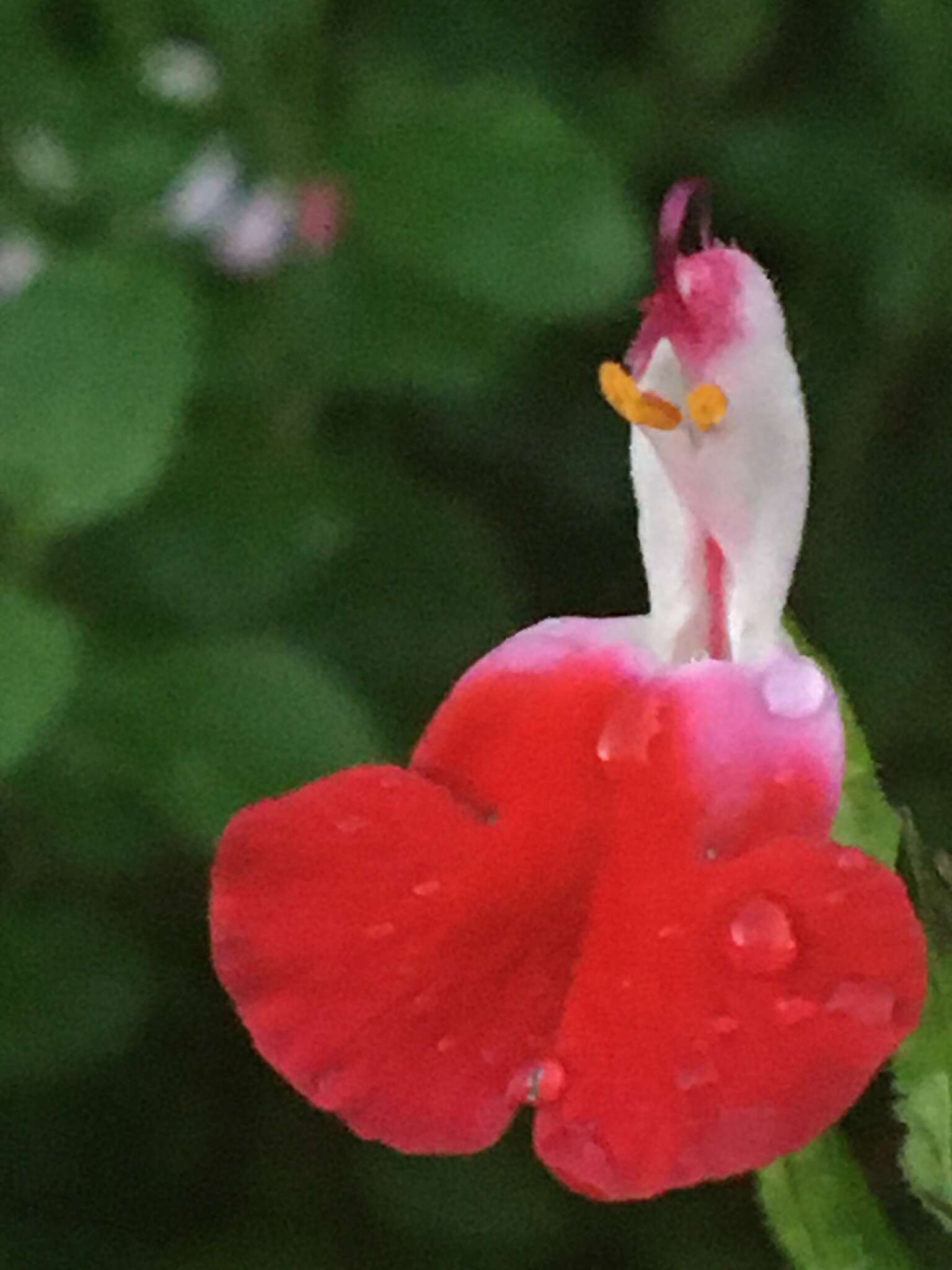 Image de Salvia microphylla var. microphylla