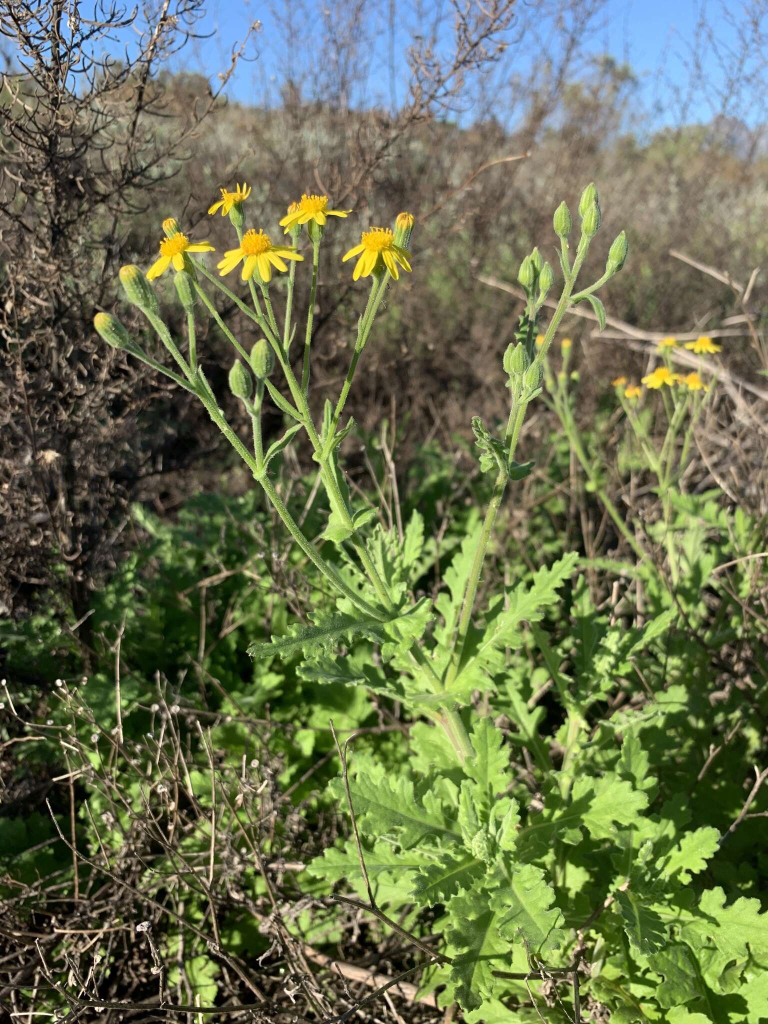 Image of Senecio hastatus L.