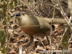 Image of Coquerel's Coua