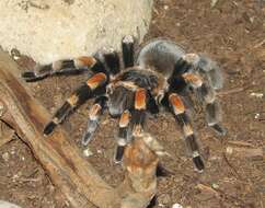 Image of Mexican Red Knee Tarantula