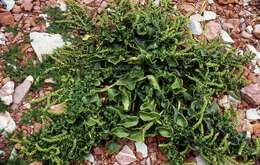 Image of sea beet