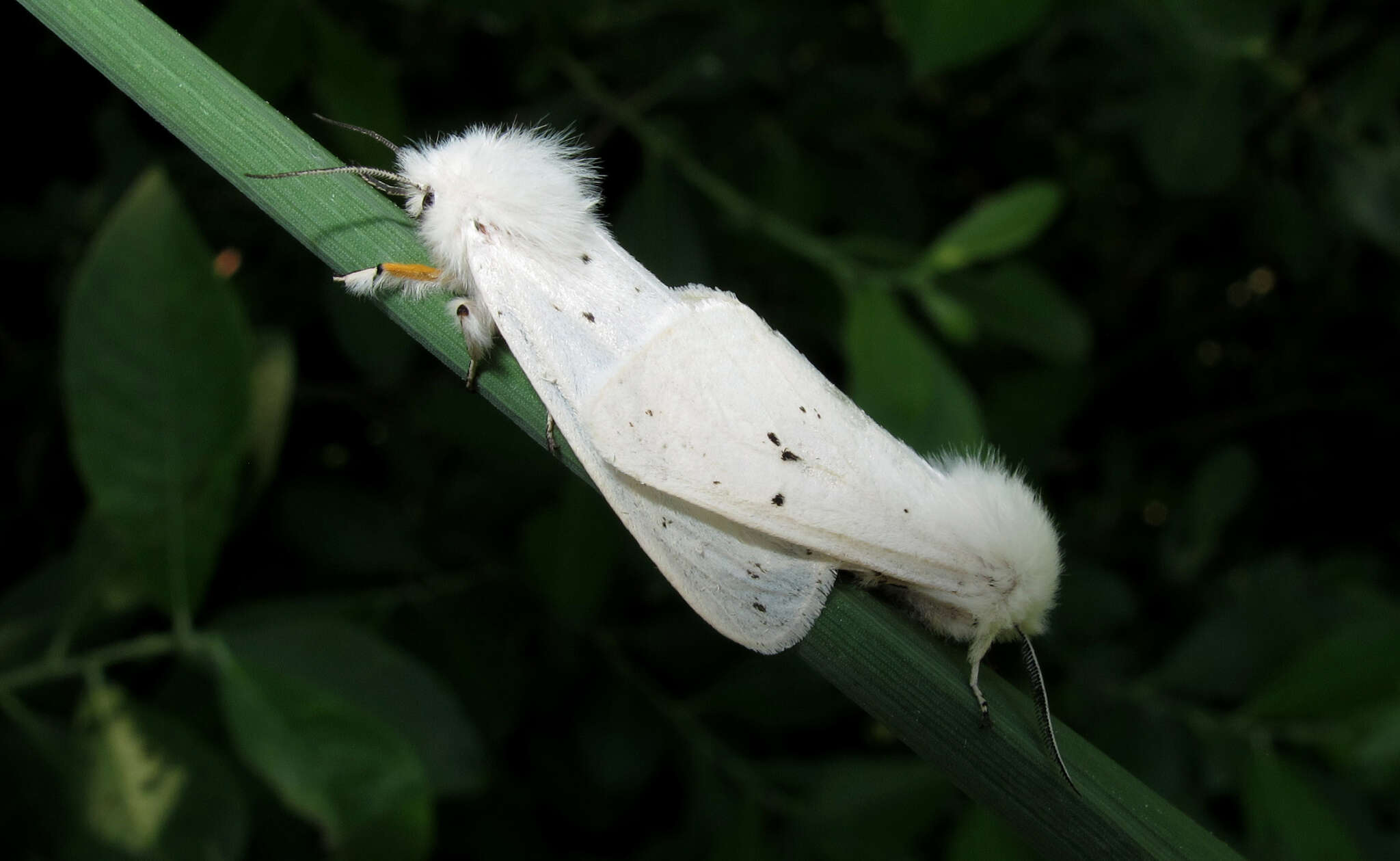 Image de écaille de lortie