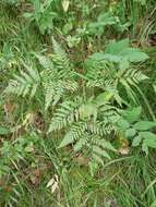 Image of Pteridium latiusculum subsp. japonicum (Nakai) Fraser-Jenkins