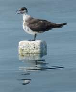 Image of Arctic Skua