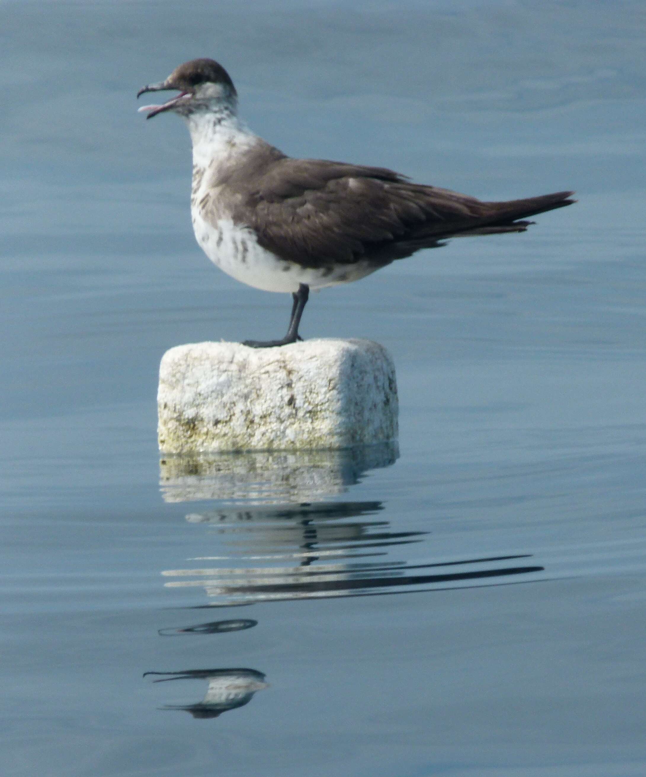 Image of Arctic Skua