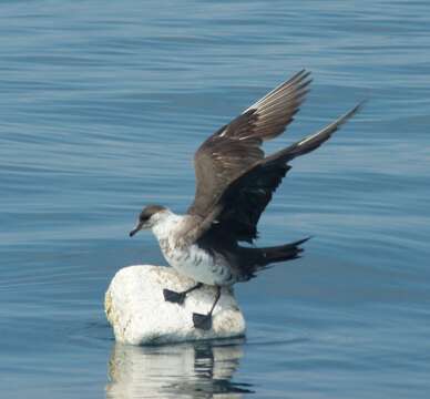 Image of Arctic Skua