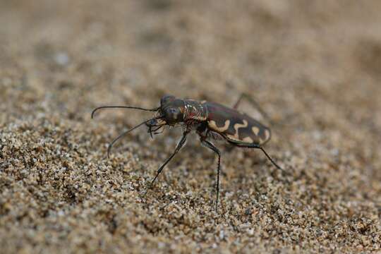 Image of Cicindela (Cicindelidia) carthagena Dejean 1831